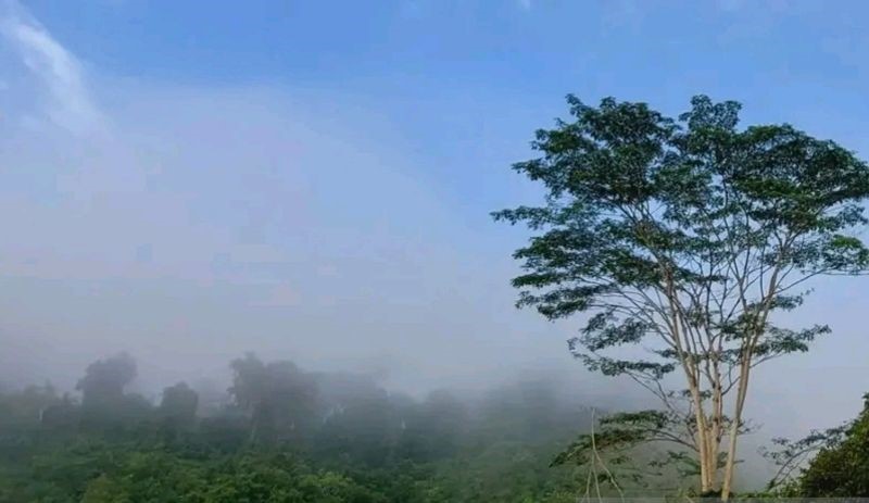 Pohon Asuh, Asa Sejahtera dan Hulubalang Raksasa Jaga Heart of Borneo