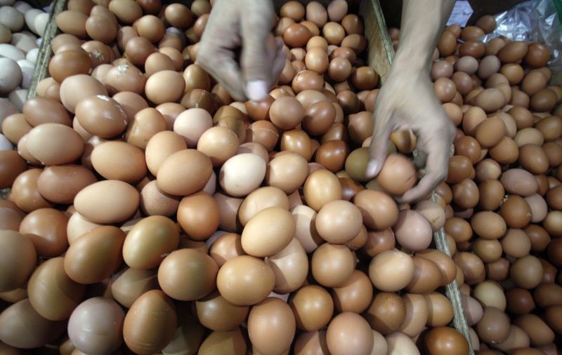 Peternak Ingin Harga Telur Naik Jadi Rp24.700/Kg Akibat Biaya Produksi
