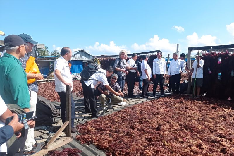 KKP Dan Bank Dunia Kunjungi Lokasi Budidaya Rumput Laut Di Nunukan