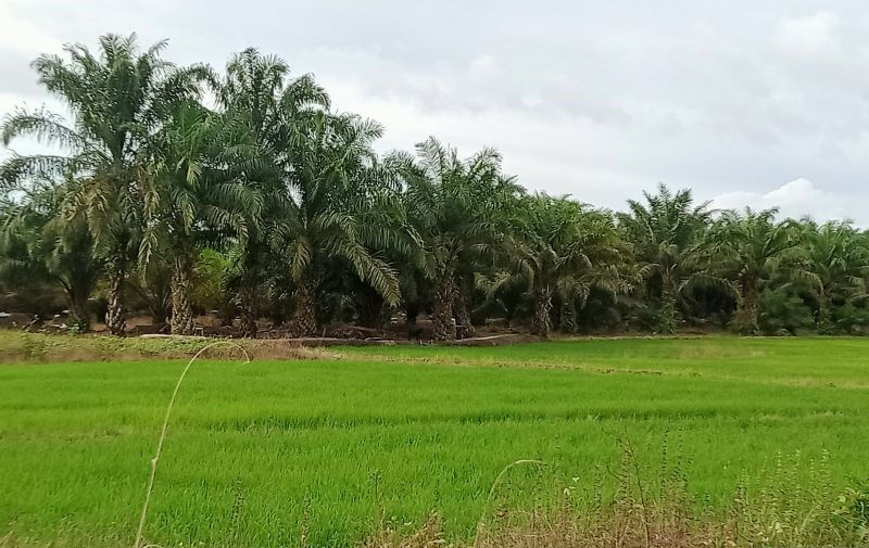 Penajam Perkuat Penyuluh Demi Kesejahteraan Pertani