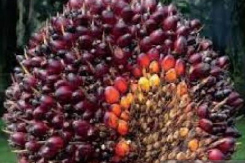 Harga CPO pada Februari 2024 Naik 4,06 Persen