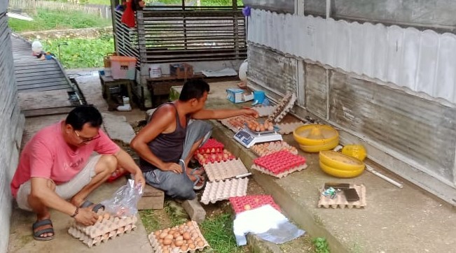 UPT Balai Pembibitan Ternak Distan Kembangkan Usaha Ternak Ayam Ras Petelur