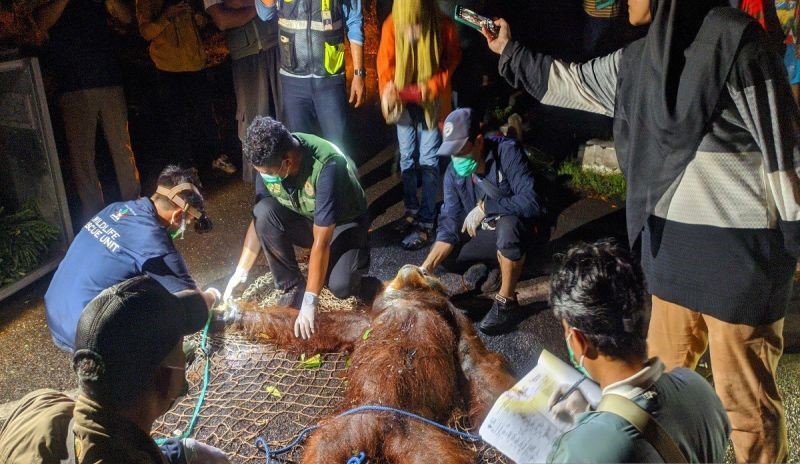 BKSDA Berhasil Mengevakuasi Orang Utan Di Kawasan Bandara Sampit