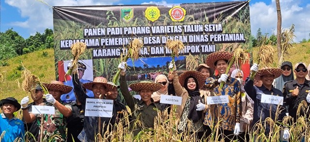 Dinas Pertanian Panen Bersama Karang Taruna dan Warga Desa Liang Naga