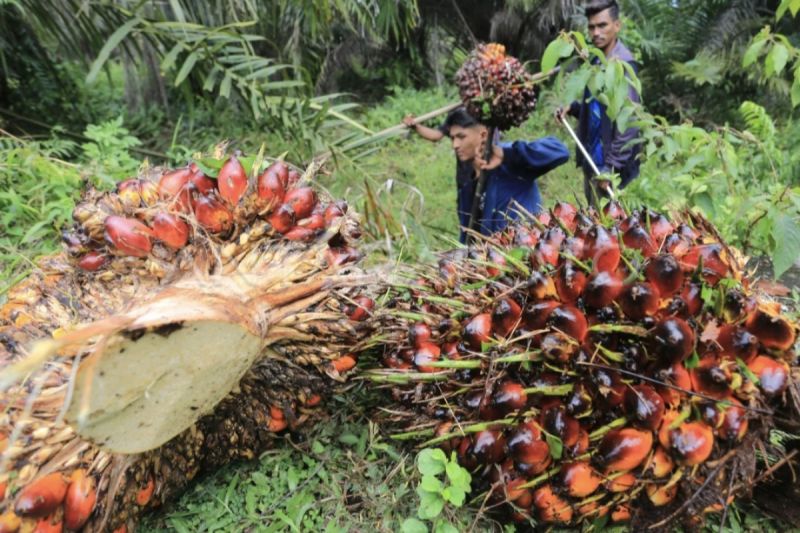 GPPI Optimis Perkebunan Bantu Kurangi Pengangguran di Kotim