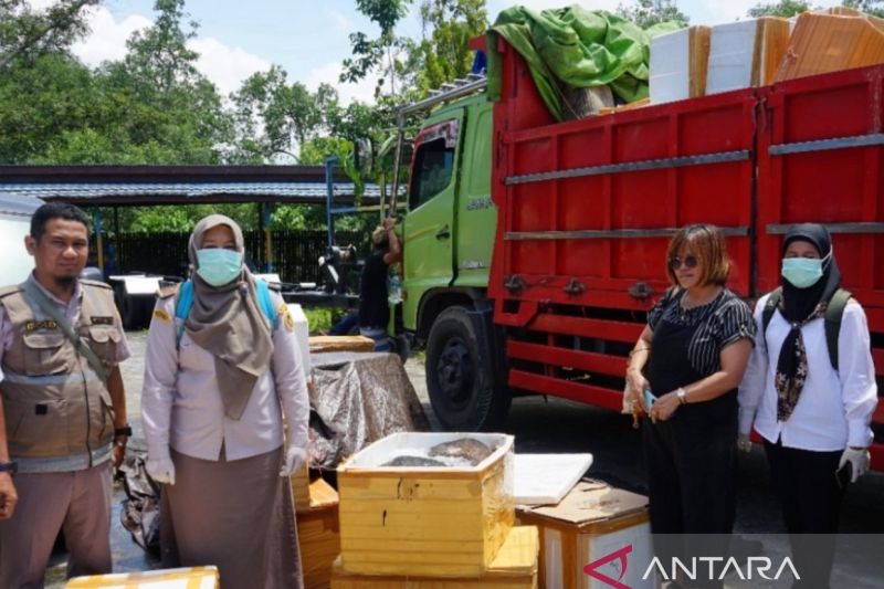 Karantina Kaltim Tahan dan Musnahkan 578 Kg Daging Babi Ilegal