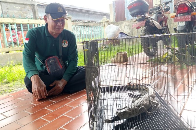 BKSDA Sampit Amankan Seekor Anak Buaya